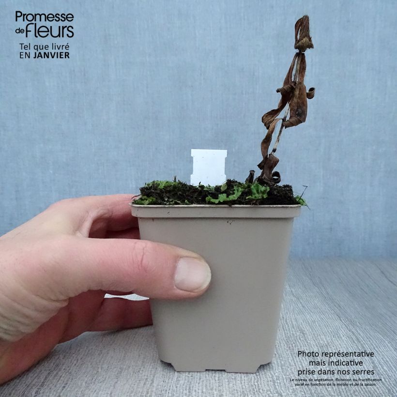 Spigelia marilandica Spigelia marilandica Maceta de 8/9 cm Ejemplar entregado en invierno