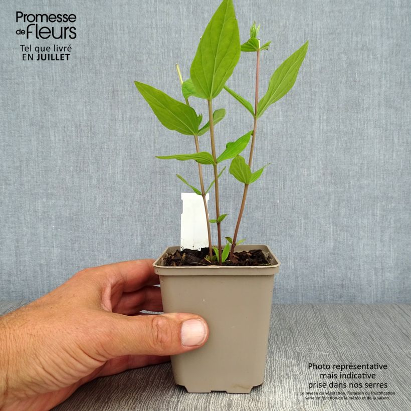 Ejemplar de Spigelia marilandica Spigelia marilandica Maceta de 8/9 cm entregado en verano