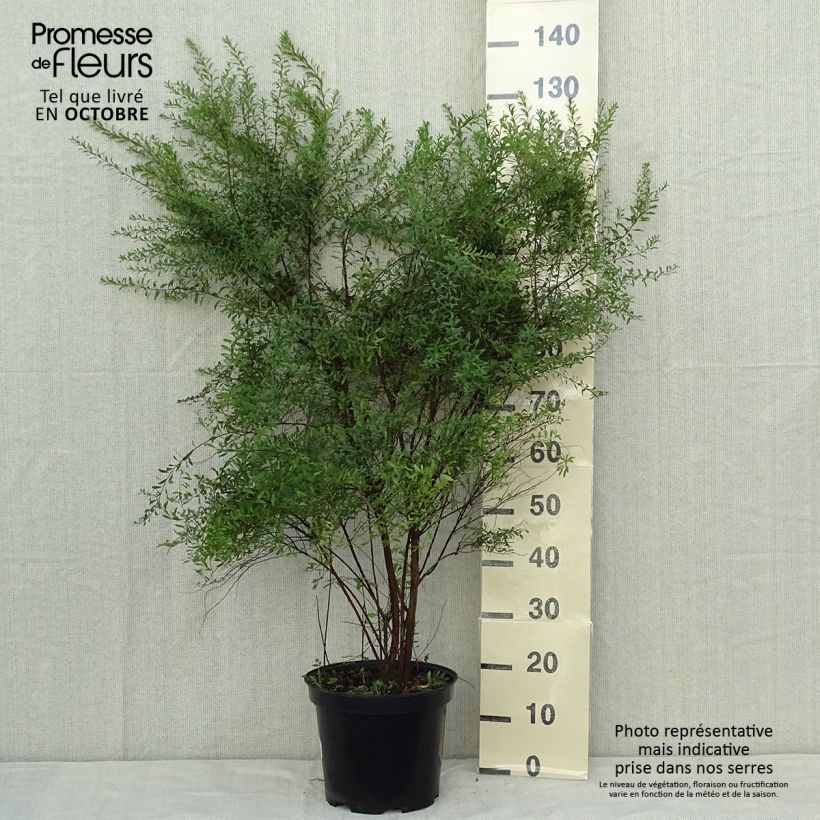 Ejemplar de Espirea arguta Alba Maceta 7,5L/10L entregado en otoño