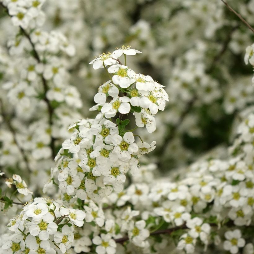 Espirea arguta Alba (Floración)