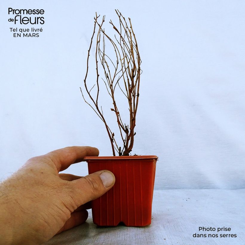 Espirea billiardii Maceta de 8/9 cm Ejemplar entregado en la primavera