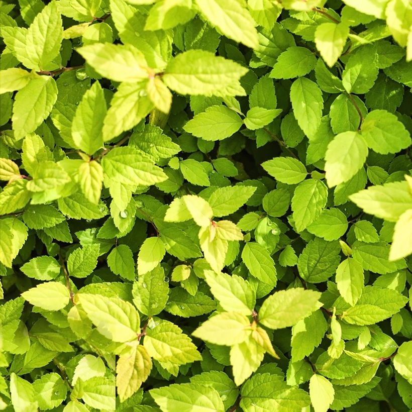 Espirea chamaedryfolia (Follaje)