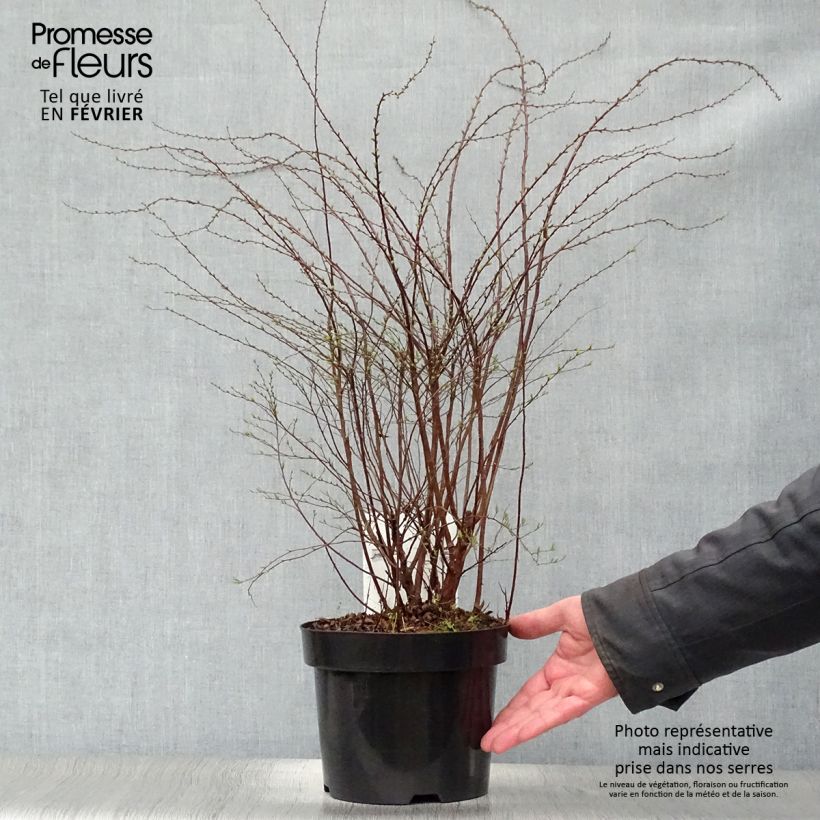 Espirea cinerea Grefsheim Maceta 3L/4L Ejemplar entregado en invierno