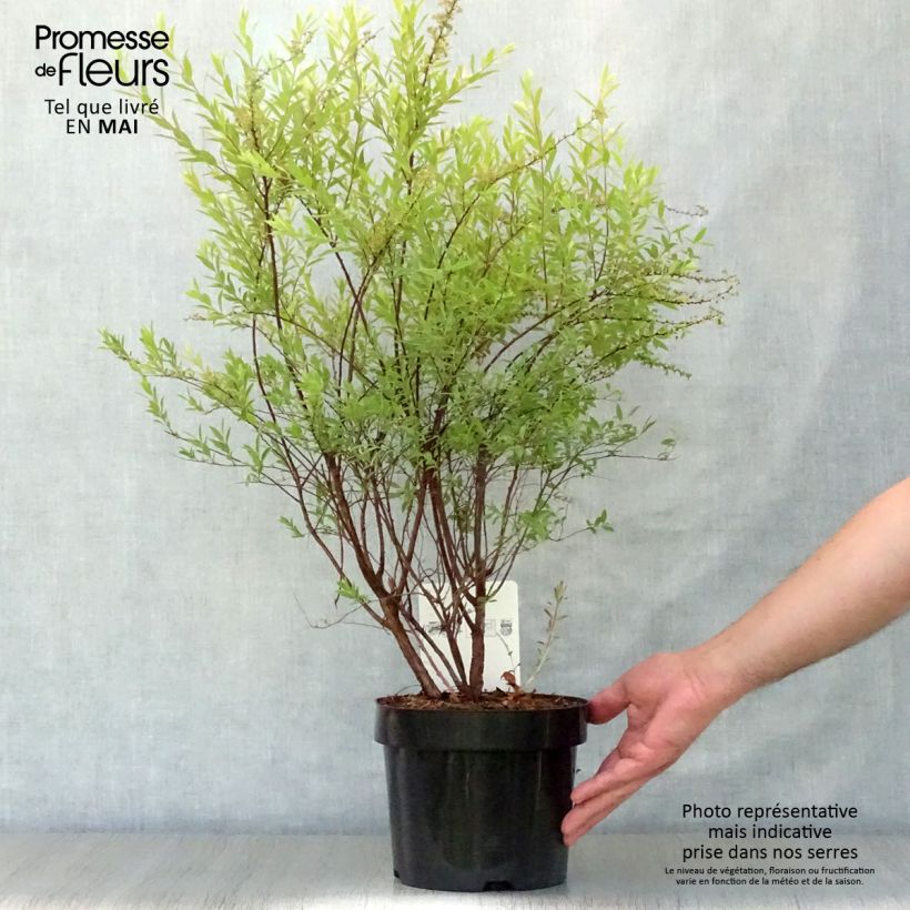 Espirea cinerea Grefsheim Maceta 3L/4L Ejemplar entregado en la primavera