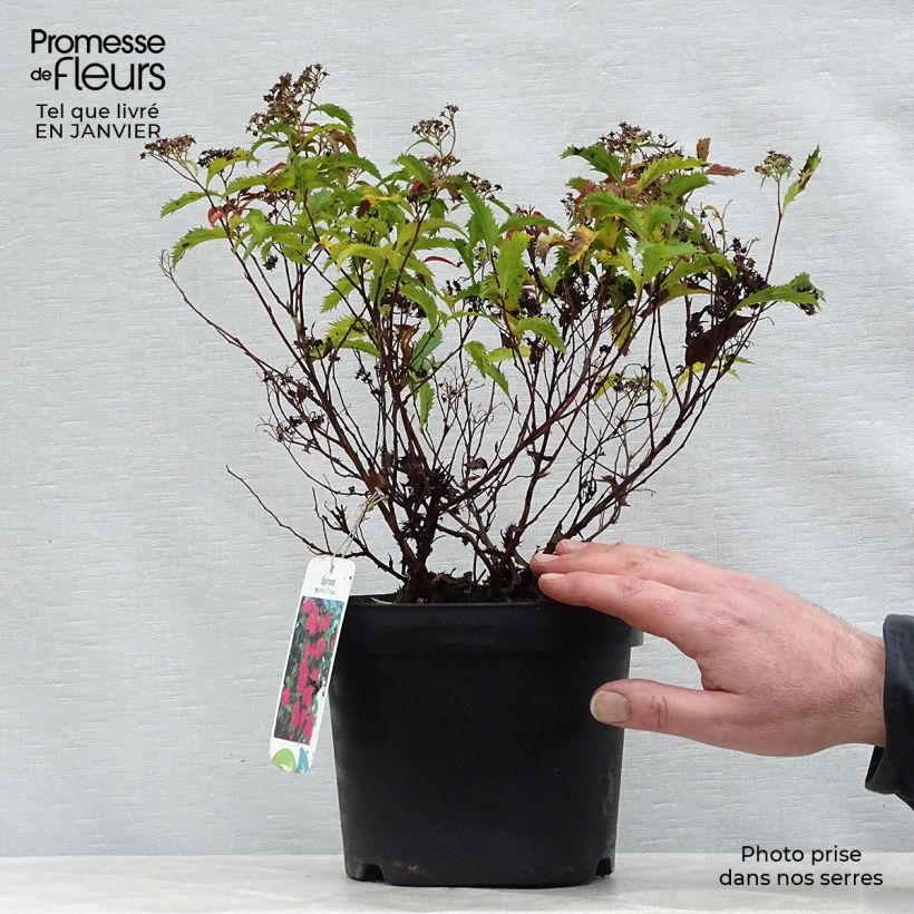 Espirea japonica Crispa - Espirea del Japón Maceta 1,5L/2L Ejemplar entregado en invierno