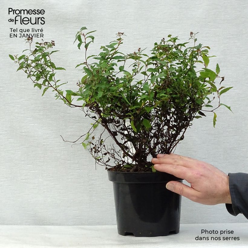 Espirea japonica Anthony Waterer - Espirea del Japón Maceta 3L/4L Ejemplar entregado en invierno