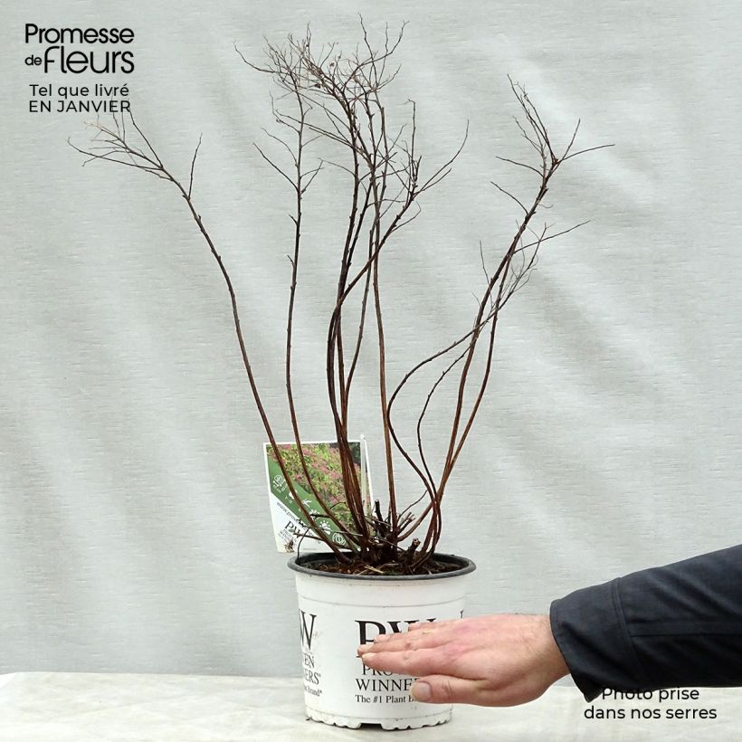Espirea japonica Double Play Gold - Espirea del Japón Maceta 2L/3L Ejemplar entregado en invierno