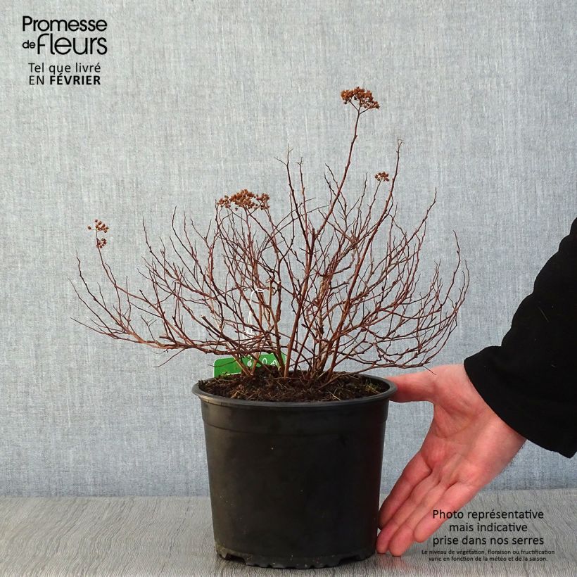 Espirea japonica Merlo Green - Espirea del Japón Maceta 2L/3L Ejemplar entregado en invierno