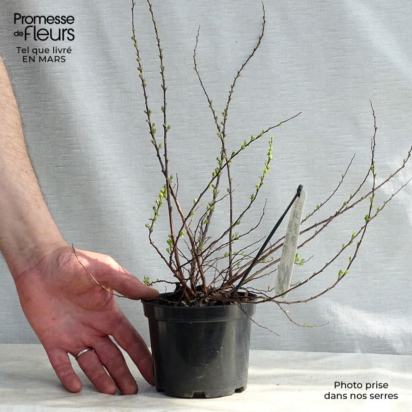 Espirea nipponica Snowmound Maceta 1L/1,5L Ejemplar entregado en invierno