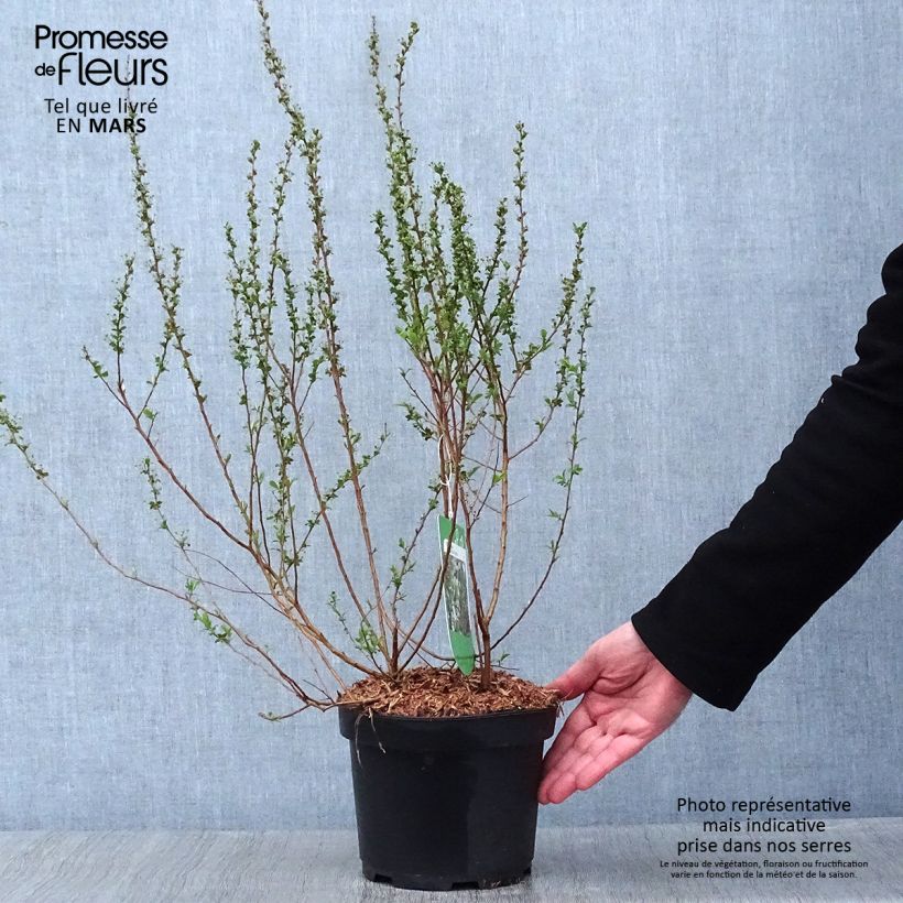Espirea prunifolia Plena Maceta 2L/3L Ejemplar entregado en invierno