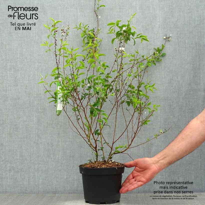 Espirea prunifolia Plena Maceta 2L/3L Ejemplar entregado en la primavera