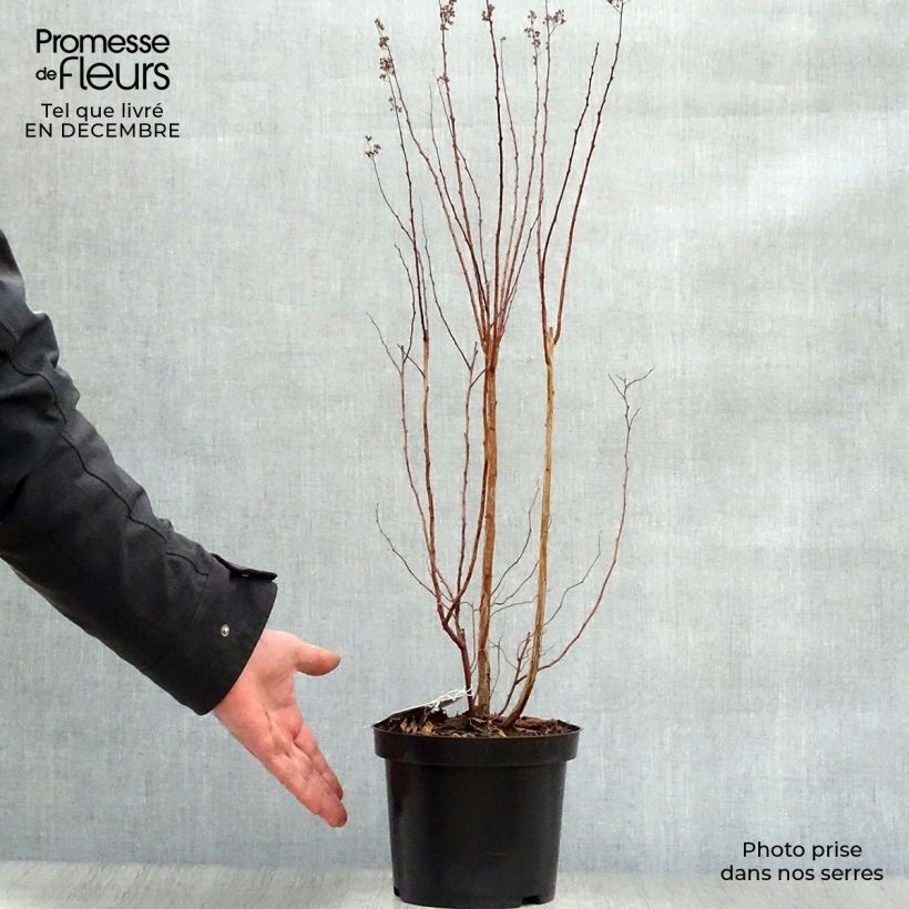 Espirea prunifolia Maceta 2L/3L Ejemplar entregado en invierno