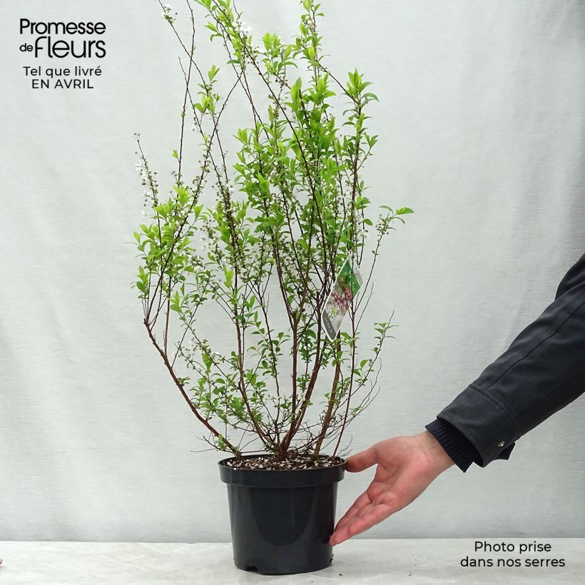 Espirea thunbergii Fujino Pink Maceta 3L/4L Ejemplar entregado en la primavera