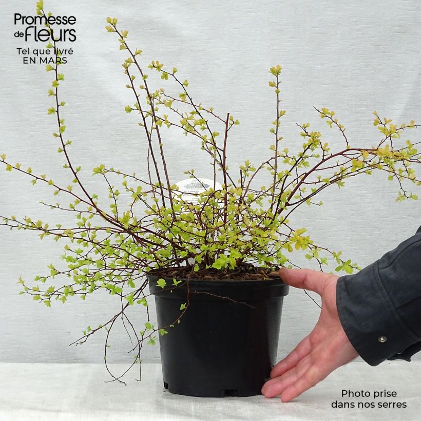 Espirea vanhouttei Gold Fountain - Espírea Maceta 3L/4L Ejemplar entregado en la primavera