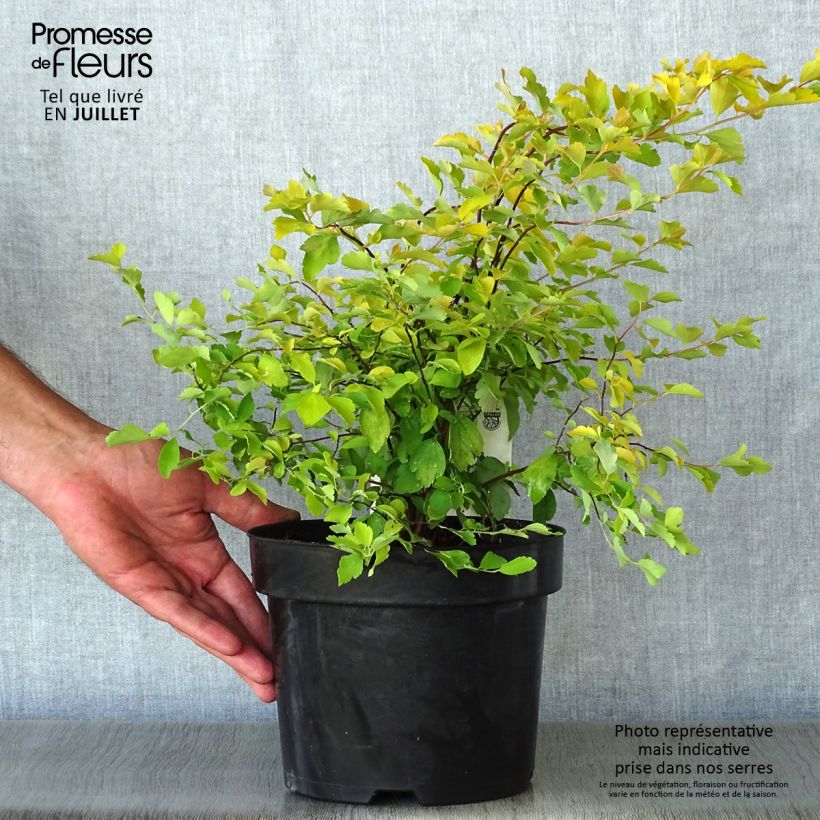 Ejemplar de Espirea vanhouttei Gold Fountain - Espírea Maceta 3L/4L entregado en verano