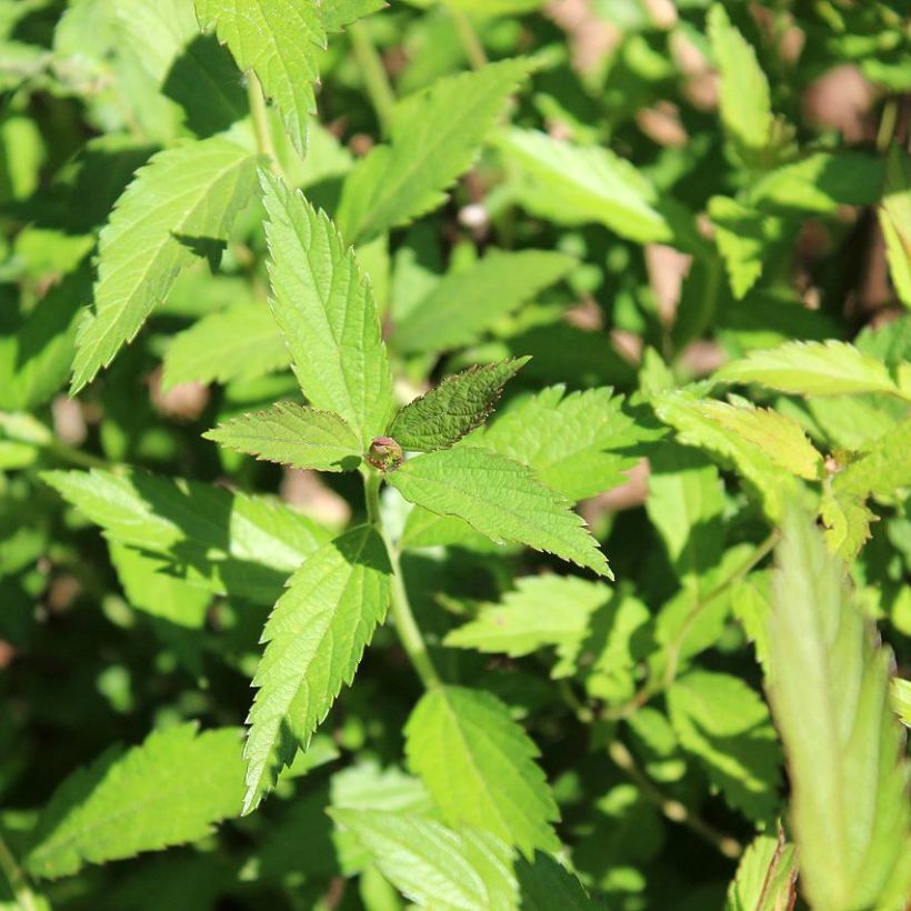 Espirea japonica Darts Red - Espirea del Japón (Follaje)