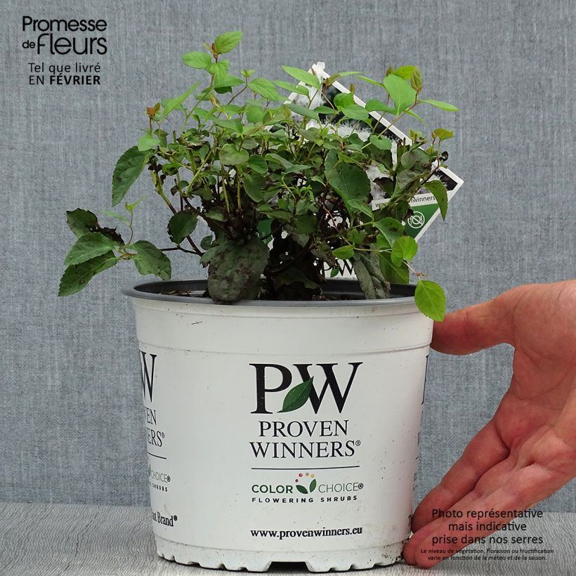 Ejemplar de Espirea japonica Double Play Kazoo - Espirea del Japón Maceta 2L/3L entregado en otoño