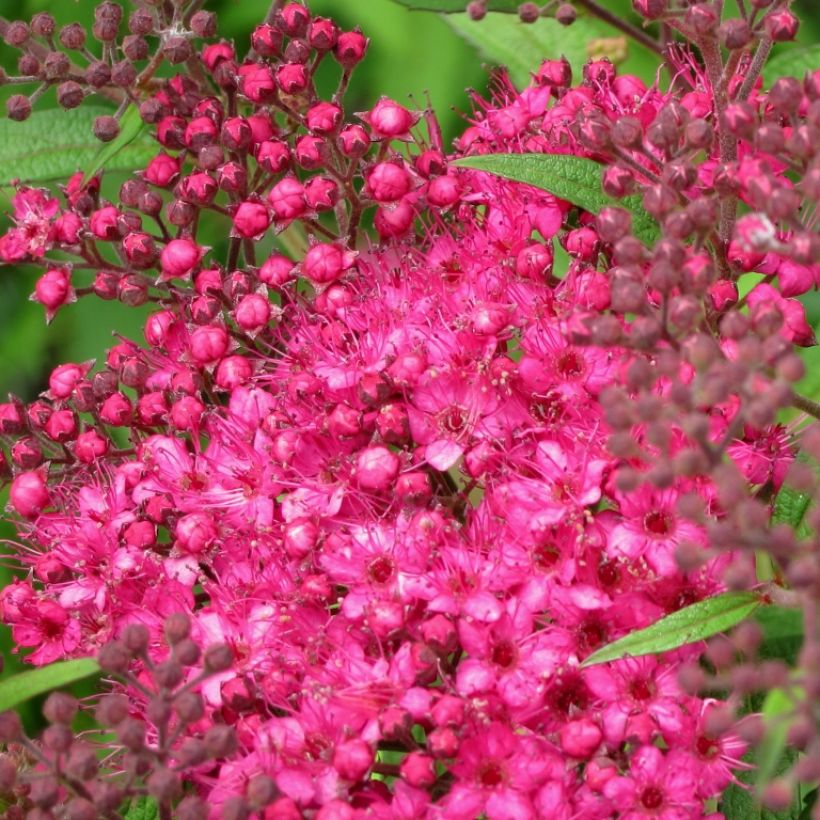 Espirea japonica Neon Flash - Espirea del Japón (Floración)