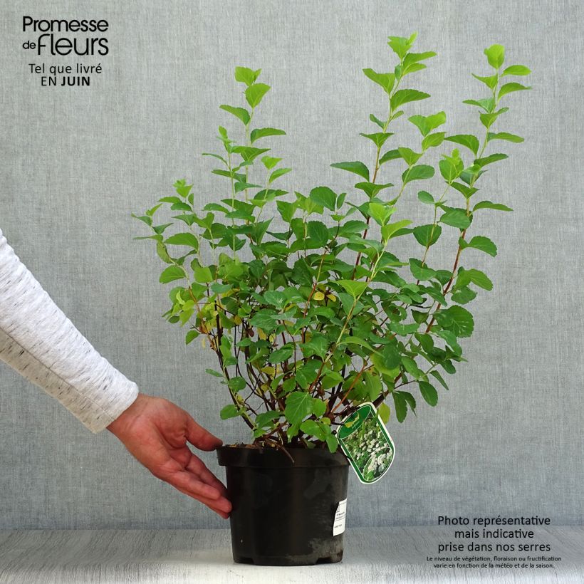 Ejemplar de Espirea betulifolia Tor Maceta 3L/4L entregado en verano