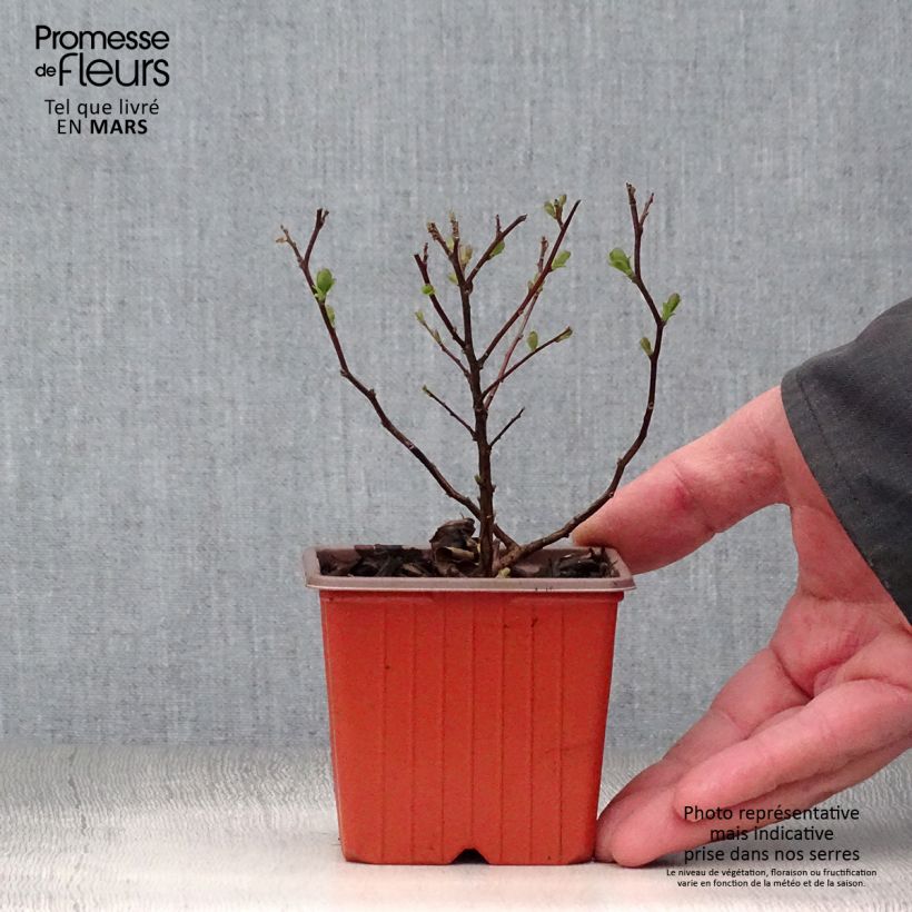 Espirea betulifolia Tor Maceta de 8/9 cm Ejemplar entregado en la primavera