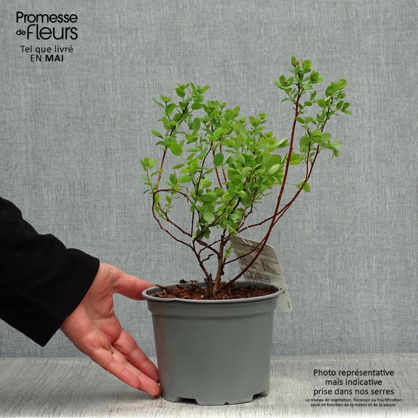 Espirea betulifolia Island Maceta 2L/3L Ejemplar entregado en la primavera