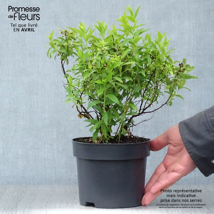 Espirea japonica Albiflora - Espirea del Japón Maceta 2L/3L Ejemplar entregado en la primavera