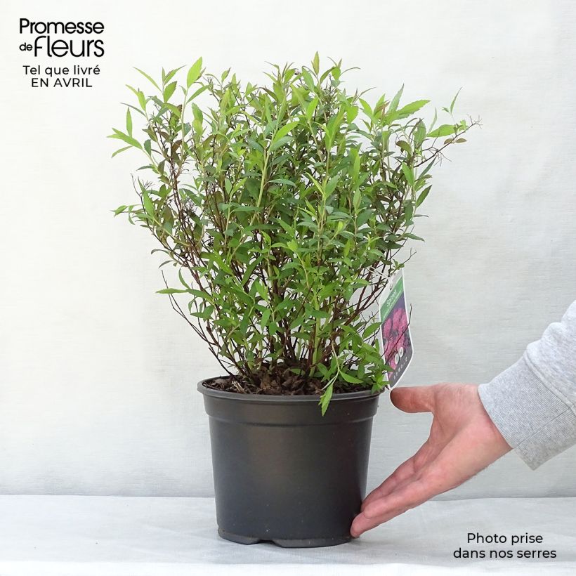 Espirea japonica Anthony Waterer - Espirea del Japón Maceta 3L/4L Ejemplar entregado en la primavera