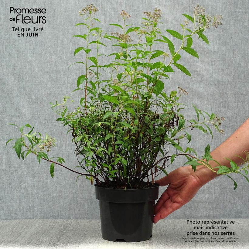 Ejemplar de Espirea japonica Anthony Waterer - Espirea del Japón Maceta 3L/4L entregado en verano