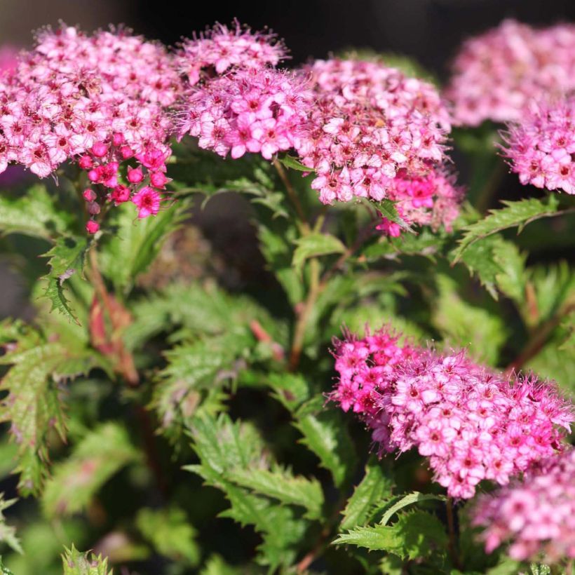 Espirea japonica Crispa - Espirea del Japón (Floración)