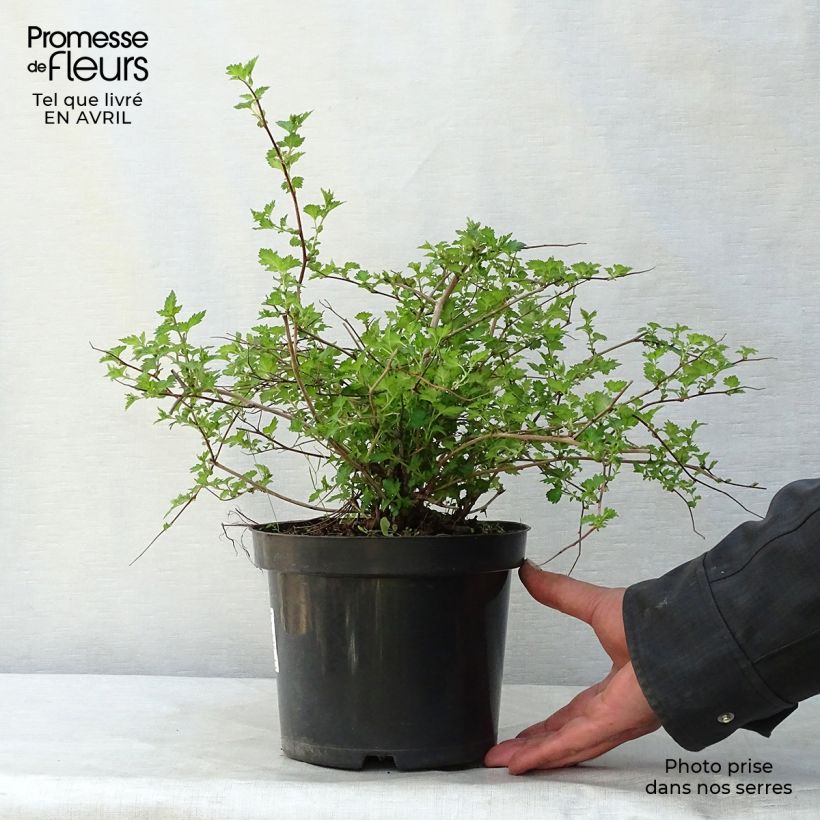 Espirea japonica Crispa - Espirea del Japón Maceta 1,5L/2L Ejemplar entregado en la primavera