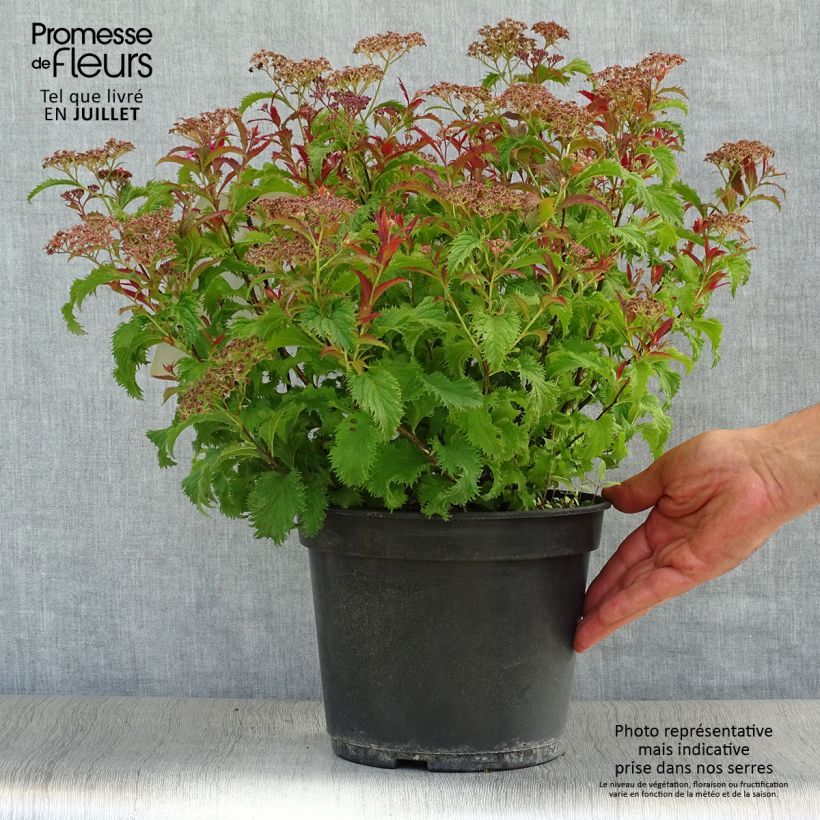 Ejemplar de Espirea japonica Crispa - Espirea del Japón Maceta 3L/4L entregado en verano