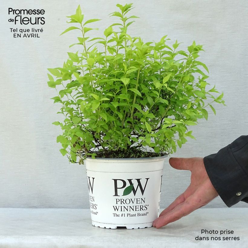 Espirea japonica Double Play Gold - Espirea del Japón Maceta 2L/3L Ejemplar entregado en la primavera