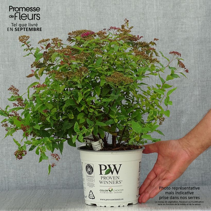 Ejemplar de Espirea japonica Double Play Red - Espirea del Japón Maceta 2L/3L entregado en otoño