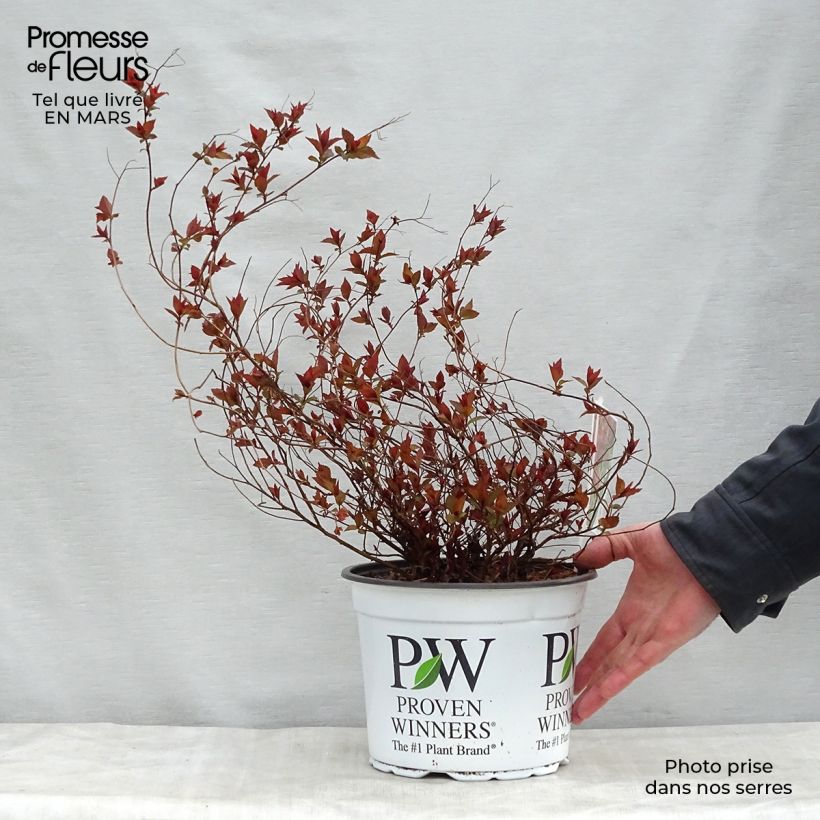 Espirea japonica Double Play Red - Espirea del Japón Maceta 2L/3L Ejemplar entregado en la primavera