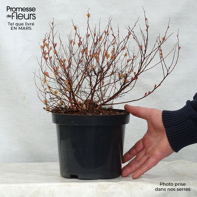Espirea japonica Firelight - Espirea del Japón Maceta 3L/4L Ejemplar entregado en la primavera