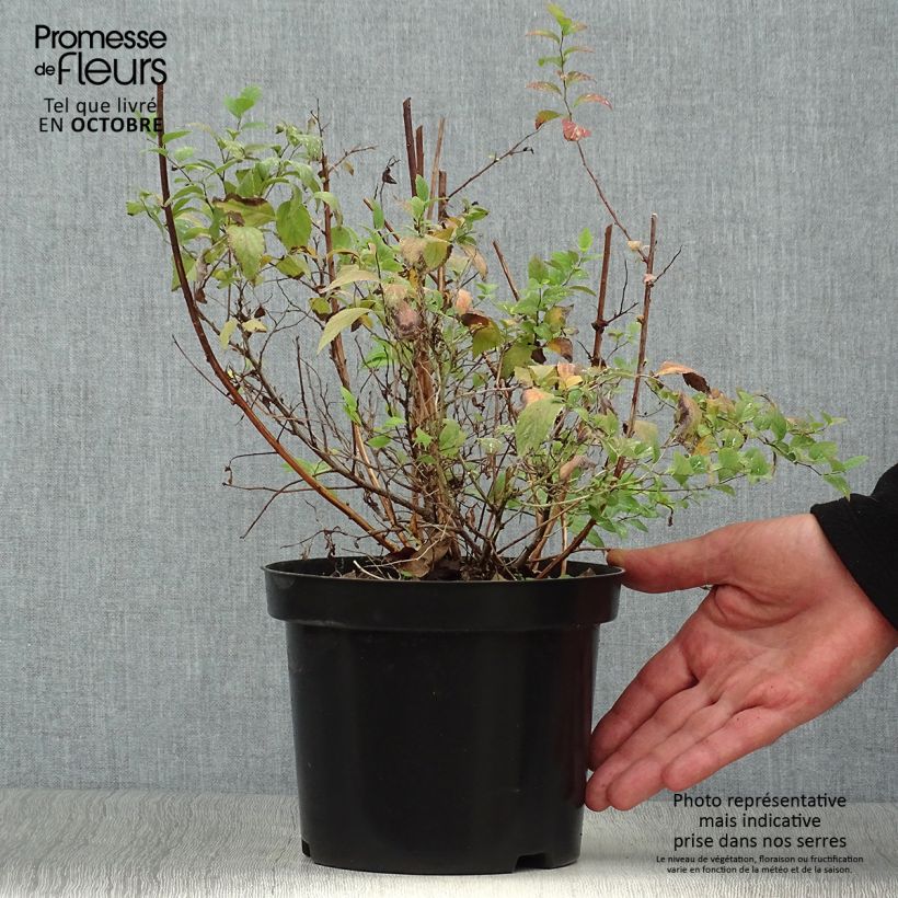 Ejemplar de Espirea japonica Firelight - Espirea del Japón Maceta 3L/4L entregado en otoño