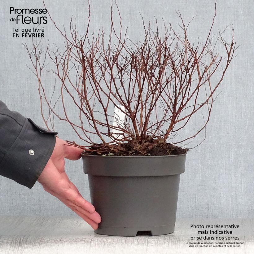 Espirea japonica Firelight - Espirea del Japón Maceta 3L/4L Ejemplar entregado en invierno