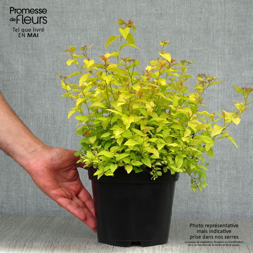 Espirea japonica Golden Princess - Espirea del Japón Maceta 2L/3L Ejemplar entregado en la primavera