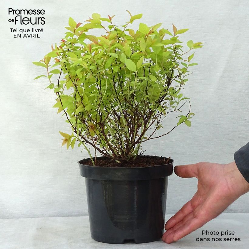 Espirea japonica Goldflame - Espirea del Japón Maceta 2L/3L Ejemplar entregado en la primavera