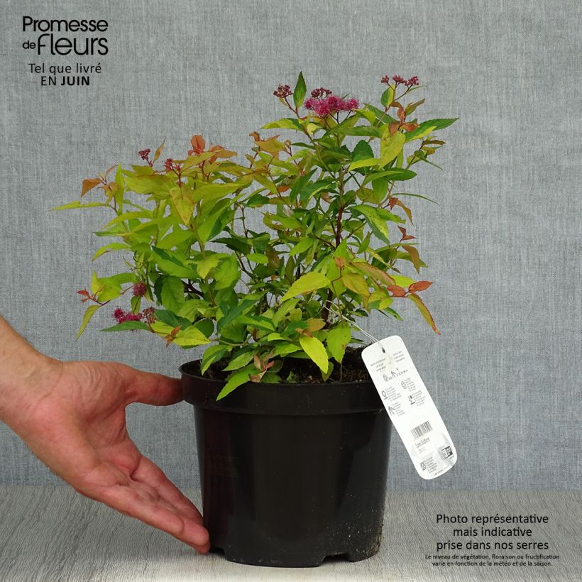 Ejemplar de Espirea japonica Goldflame - Espirea del Japón Maceta 2L/3L entregado en verano