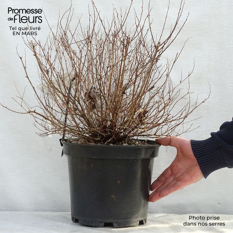 Espirea japonica Goldflame - Espirea del Japón Maceta 7,5L/10L Ejemplar entregado en la primavera