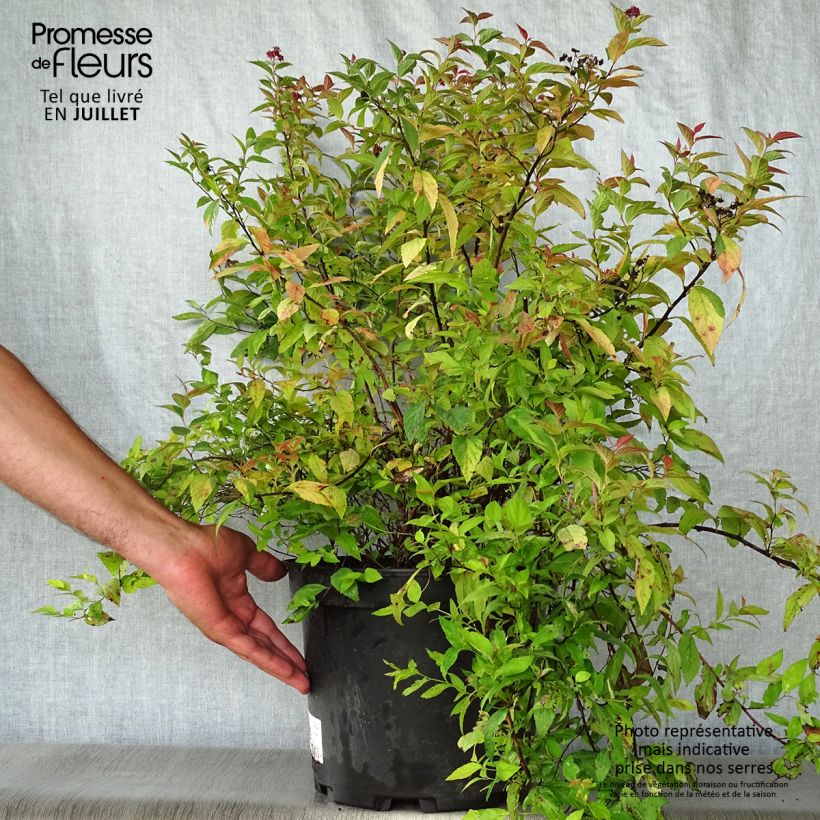 Ejemplar de Espirea japonica Goldflame - Espirea del Japón Maceta 7,5L/10L entregado en verano
