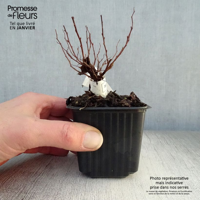 Espirea japonica Goldflame - Espirea del Japón Maceta de 8/9 cm Ejemplar entregado en invierno