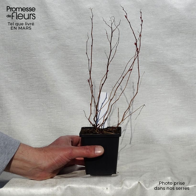 Espirea japonica Goldflame - Espirea del Japón Maceta de 8/9 cm Ejemplar entregado en la primavera