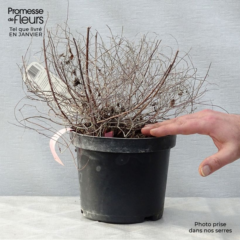 Espirea japonica Goldmound - Espirea del Japón Maceta 2L/3L Ejemplar entregado en invierno