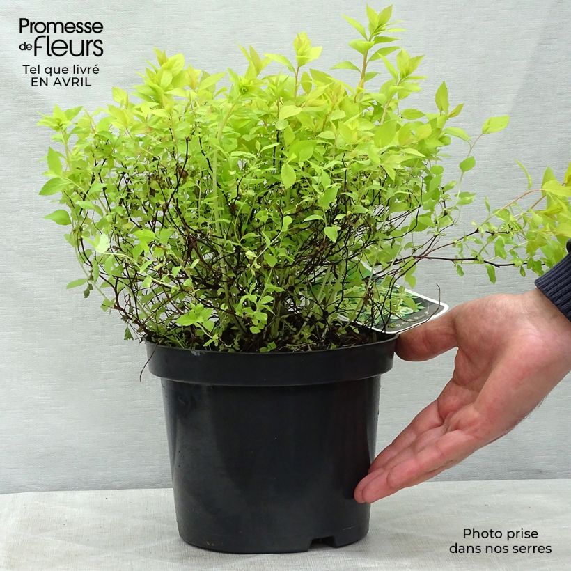 Espirea japonica Goldmound - Espirea del Japón Maceta 2L/3L Ejemplar entregado en la primavera