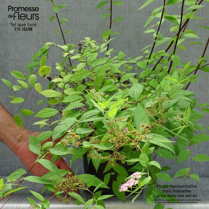Ejemplar de Espirea japonica Goldmound - Espirea del Japón Maceta 2L/3L entregado en verano
