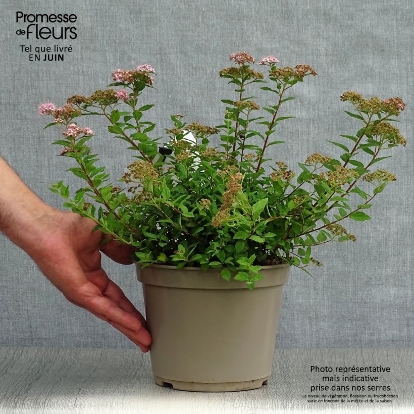 Ejemplar de Espirea japonica Little Princess - Espirea del Japón Maceta 2L/3L entregado en verano