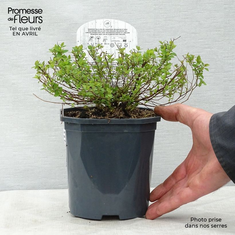 Espirea japonica Little Princess - Espirea del Japón Maceta 2L/3L Ejemplar entregado en la primavera