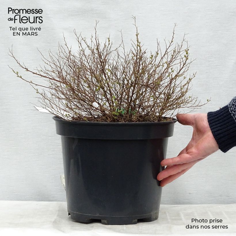 Espirea japonica Little Princess - Espirea del Japón Maceta 4L/5L Ejemplar entregado en invierno